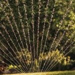 Jak oszczędzać wodę w ogrodzie